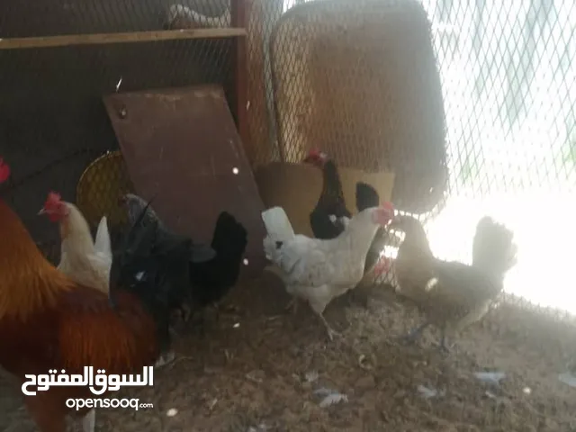 دجاج عربي ماشاء الله