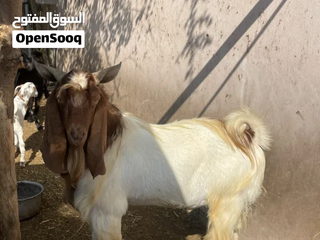 للبيع تيس باكستاني فحل قوي ب 150 ريال من الآخر