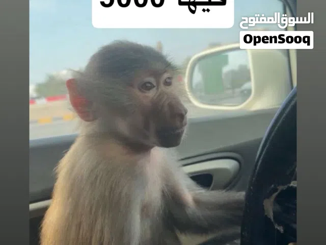 قرده انثى عمرها 9 اشهر