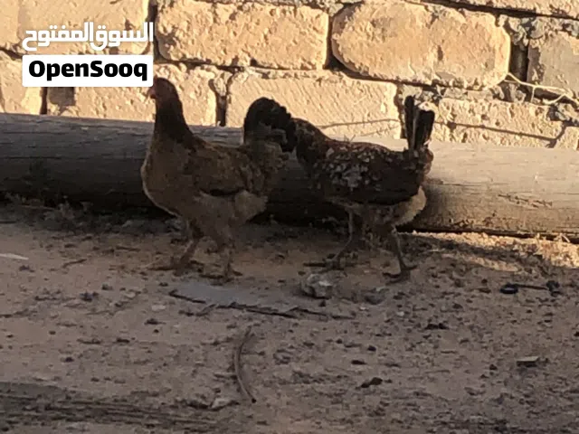 2دججات البيع