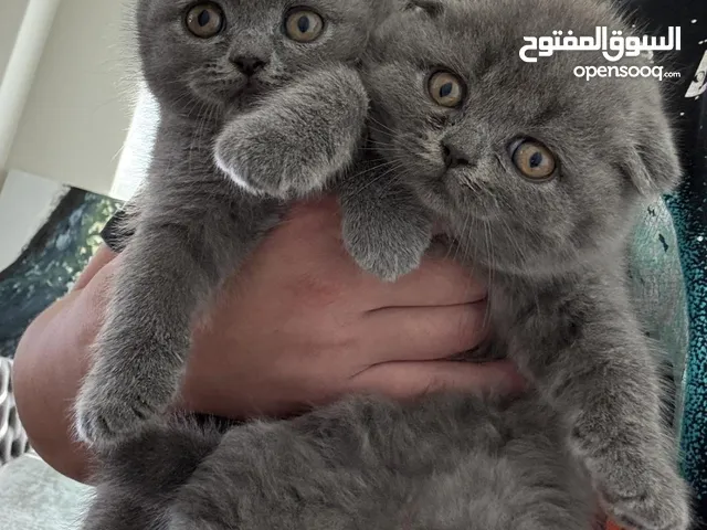 Scottish fold kittens