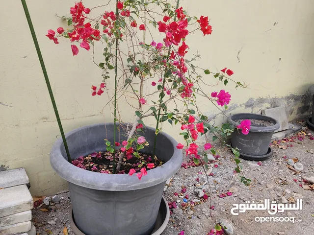 اصايص فايبر اصلي حجم كبير 8 ريال فقط