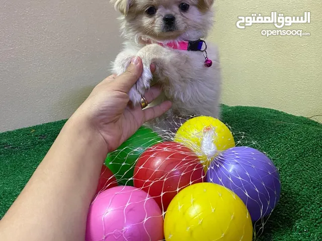 مينى بيكنز بيور