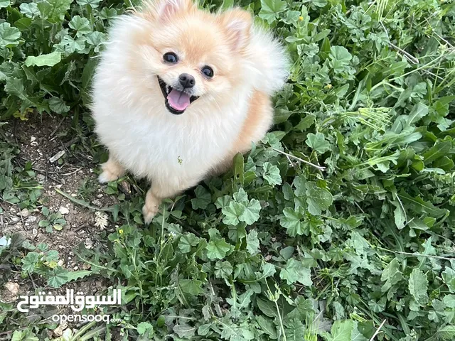 انثى بوميرينيان pure للبيع