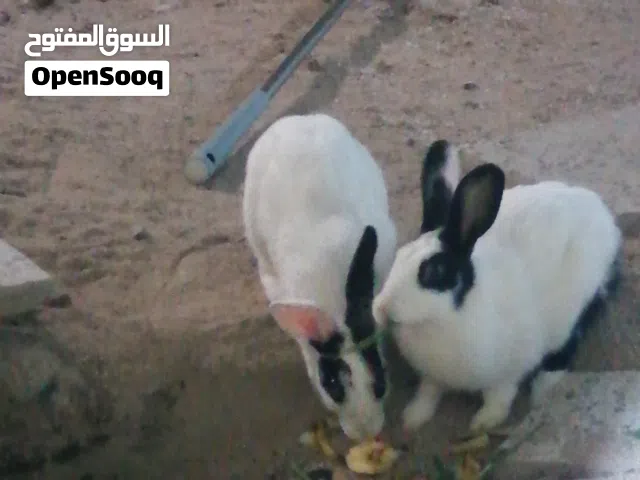 ارانب للبيع متزاوجات جاهزات للتفريخ