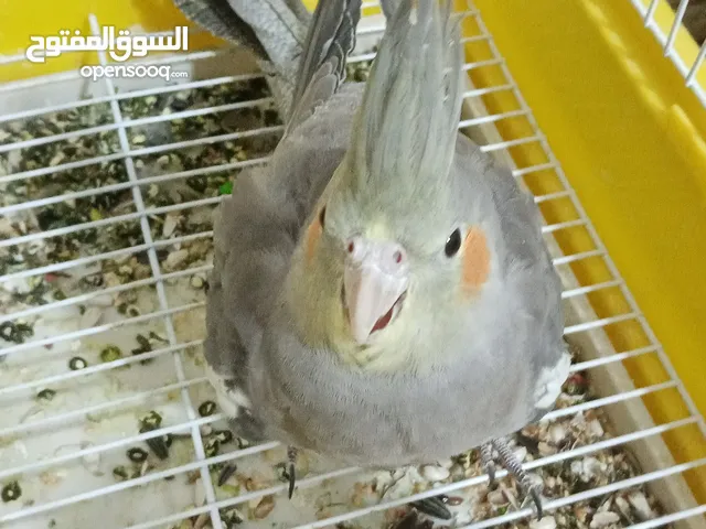 جوز كوكتيل حبشي للبيع والذكر أليف جدًا وبحب يلعب اقرأ الوصف