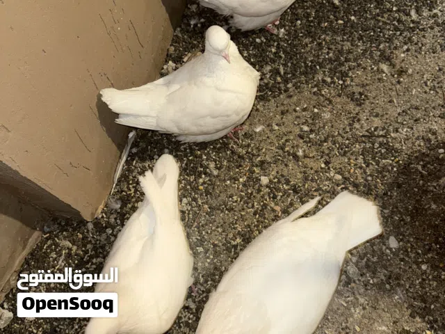 حمام فرنش مندين