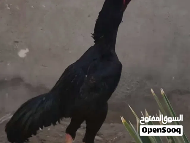 مطلوب دجاجه كاركه اي نوع بسعر معقول