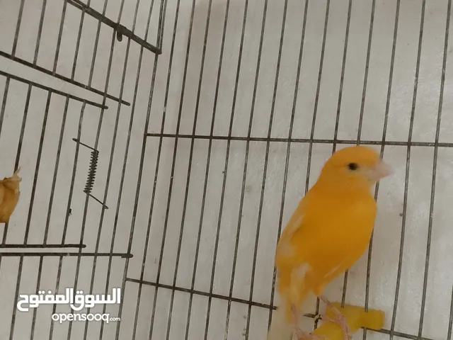 فحل جزري للبيع او البدل