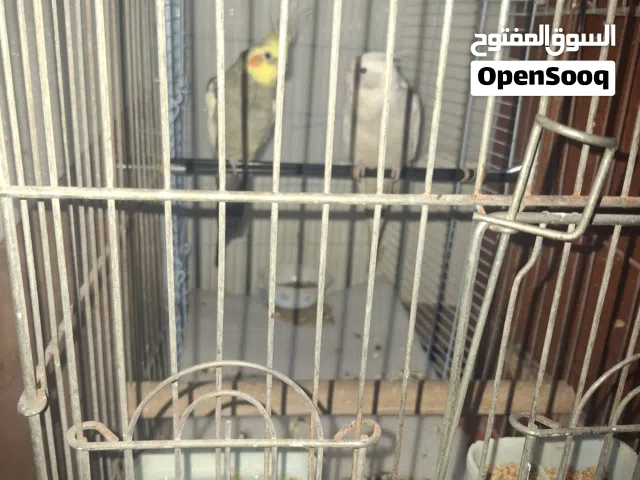 Beautiful, Healthy & Active Pair of Cockatiel Birds – Perfect Pets for Home & Bird Lovers