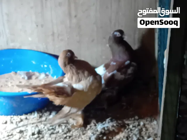 كوبية روسي وايت سايد