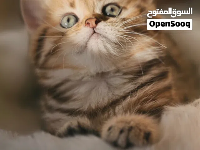 Scottish fold & straight for reservation & sale