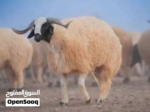 كل سنه وانتم بالف خير خروف العيد مع معلم حسام