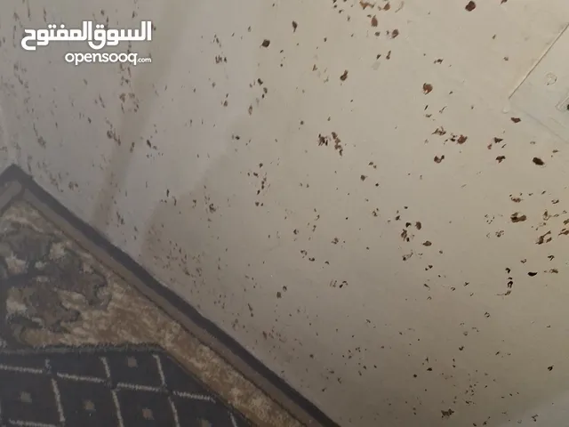 جوز كنار للبيع مع جوز طيور حب هوجو رومو