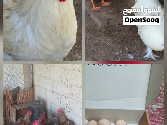 بيض عضوى بدون هرمونات