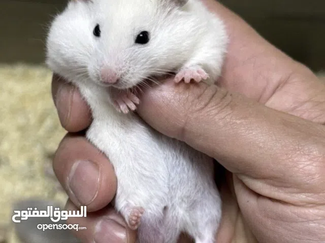 هامستر همتارو للبيع