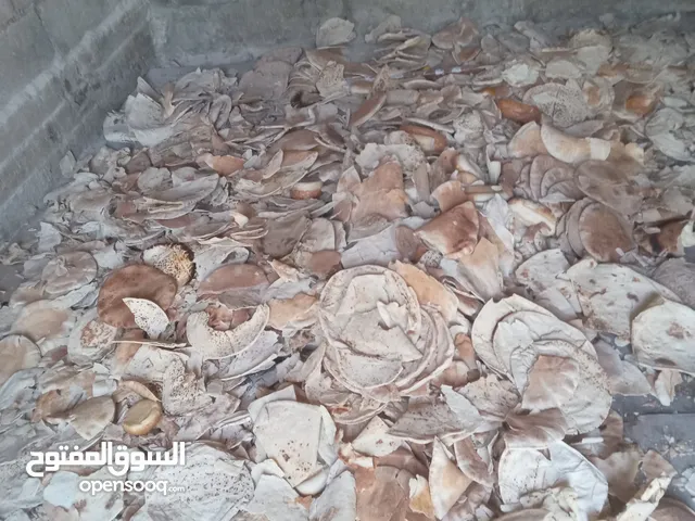 خبز ناشف للبيع