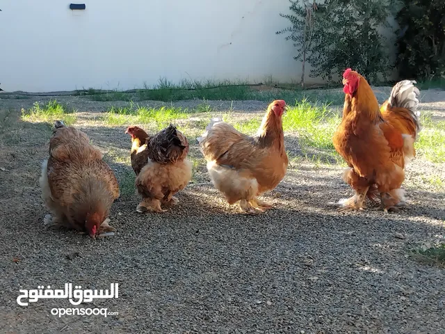 دحي براهما ربي يبارك
