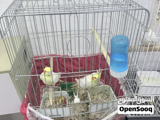 جوز ككتيل اهالي فراخ للبيع كامل مع قفص ولكوخ