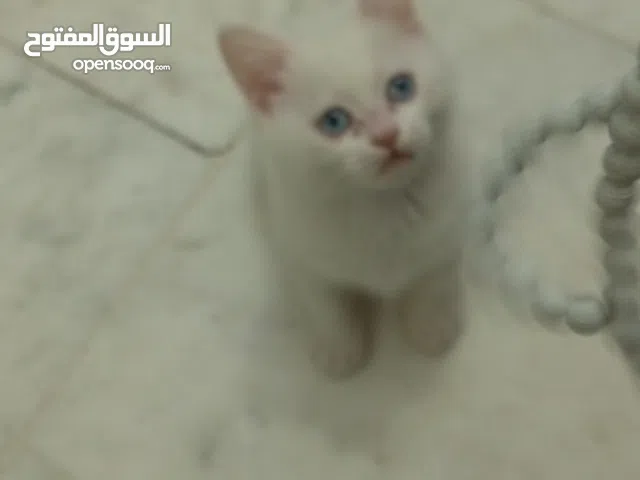 للبيع قطط kitten