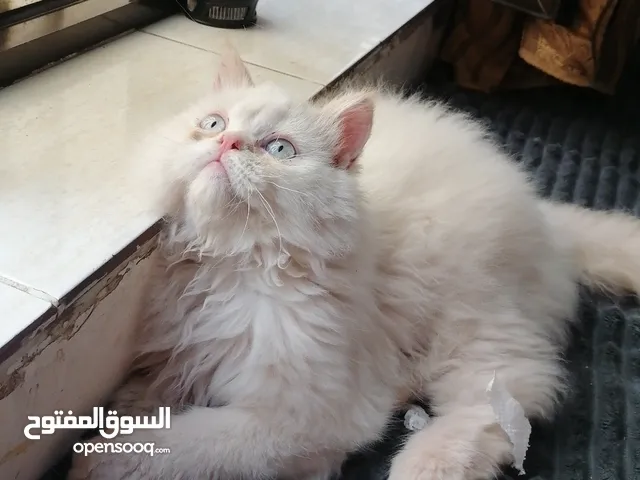 انثى هيمالايا اورنج بلو ايز العمر 4 اشهر ونص صحتها ممتازهة دبدوبهة ونظيفهة وأليفهة