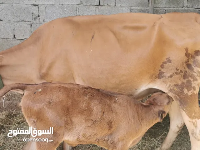 بقرة جيرسي بيور مع بنتها ،شاهد الوصف