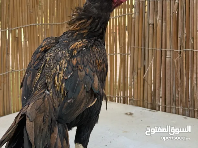 ديك شيجرا ميوالي