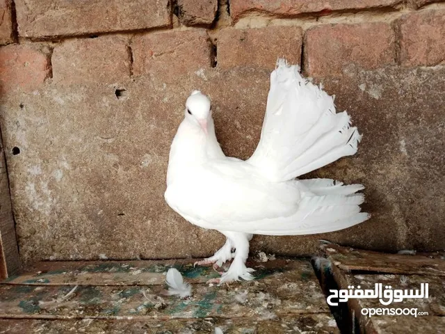 Indian Fantail Pigeon Kabutar Cute White Fancypigeon Kabootar Bird ...