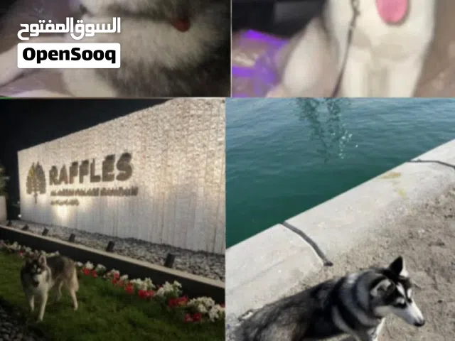 Husky dog / هاسكي