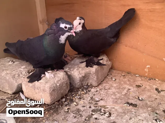 زوجين كمرليات مع أفراخهم