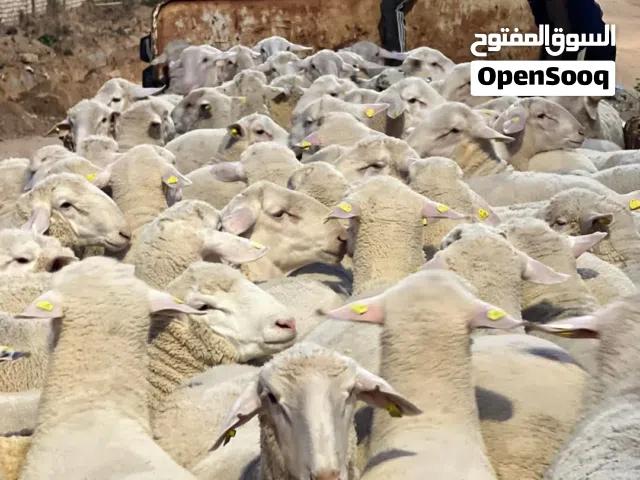 مطلوب خروف صربي نفس الصورة