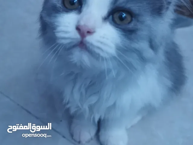 Baby cat for sale