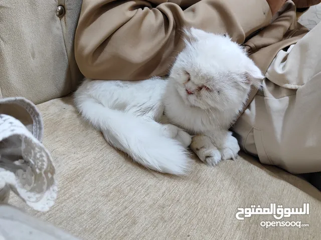 قط شيرازي للبيع