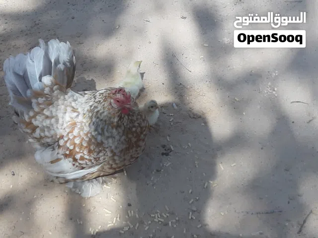 كوبيه زهري زهري فروج و دجاجة تحتها3 فلاليس