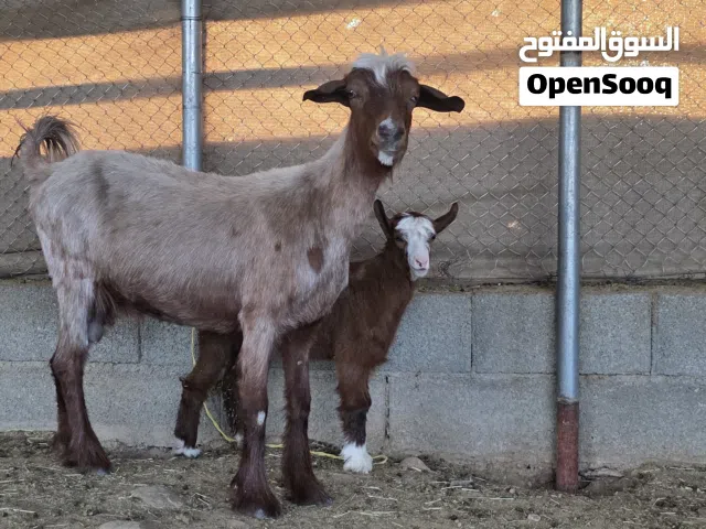 شاه من حلال بني سعيد تحتها سخله