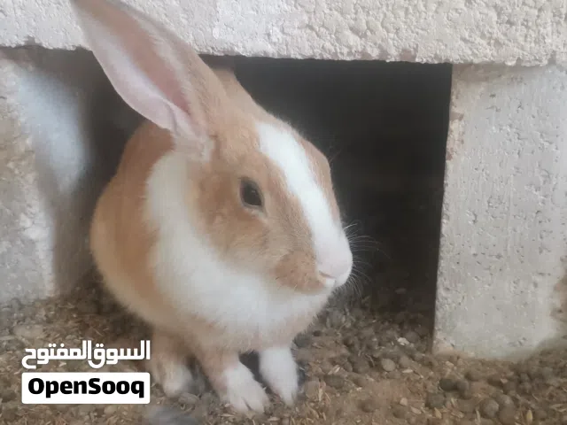 ارانب بلدي صغير وكبير