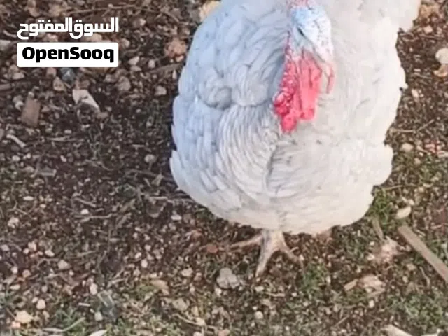 متاح صوص: حبش .بلدي .بط.فري.براهما جميع الاعمار