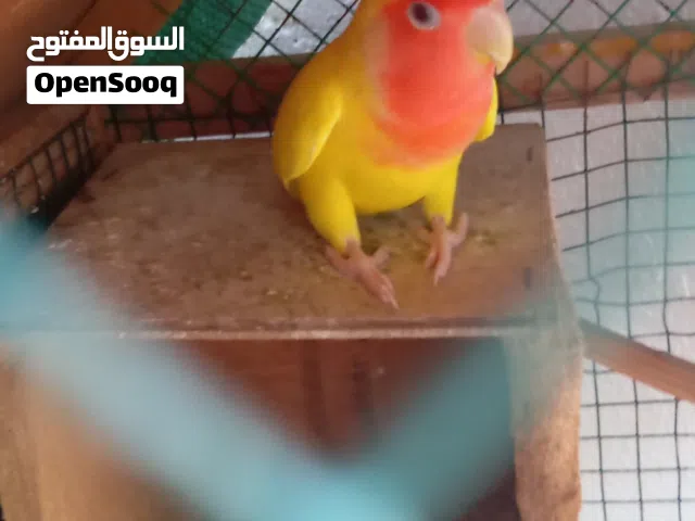 ذكر روز لاتنينو قابل لي التفاوض وعيون حمراء