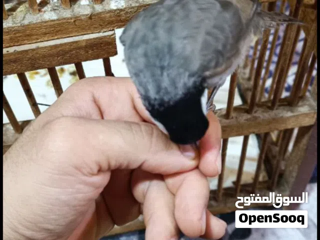 بلبل للبيع او مراوس حسب القناعه