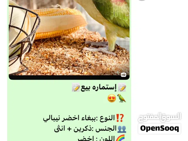 للبيع متوه نيبالي ب90 وسلفر 65 والاخضر زوج ب35