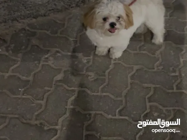 شيتزو بعمر سنه بصحة ممتازة كامل التطعيمات و الجواز الرجاء الاتصال او واتساب على الرقم