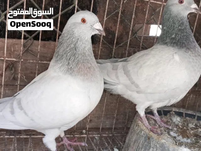 كوبية زاجل ايس