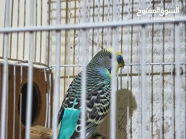 عصافير كناري