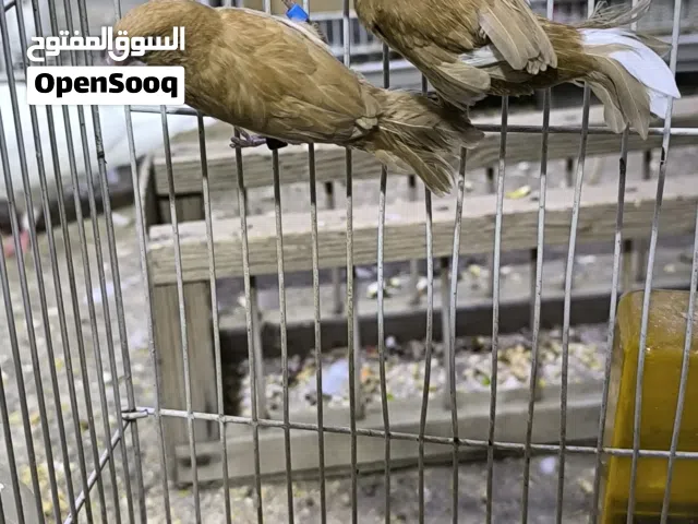 زوج بنكالي جواهن بيظ شاد تفاصيل واتساب