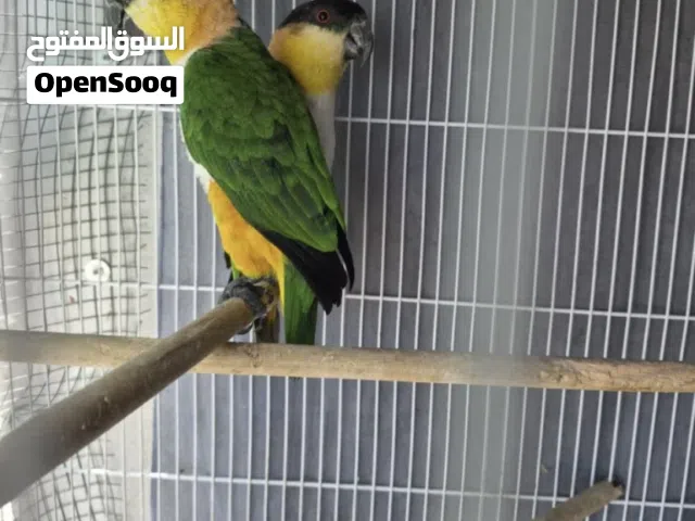 Caique healthy pair