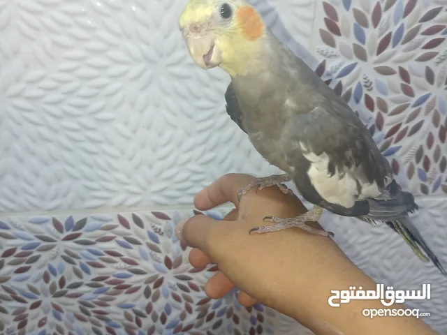 طير كوكتيل للبيع أليف ذكر قيد التعلم للكلام يصفر بصوت هادئ وليس مزعج