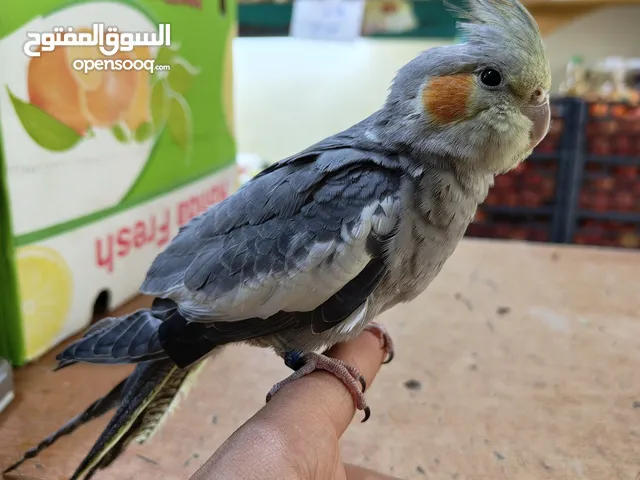 ذكر كوكتيل اليف متكلم بالصلاة على النبي اقرا الوصف .................................................