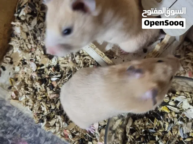 للبيع همستر اناث