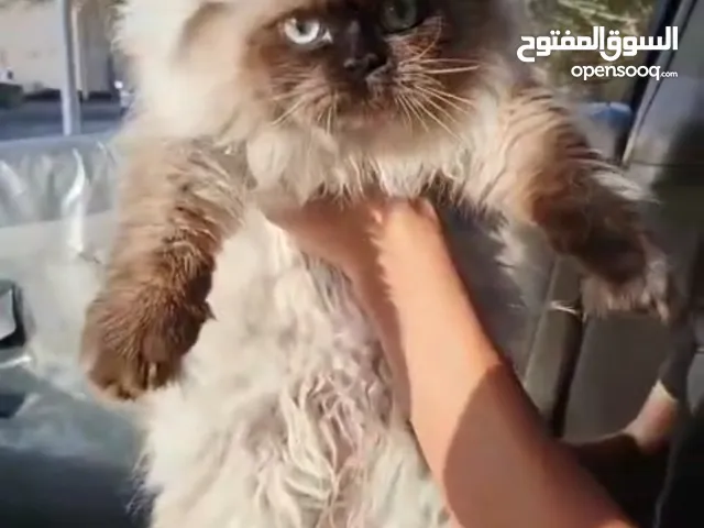 هيمالايا للبيع