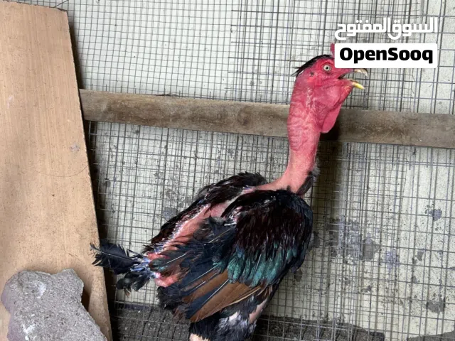 للبيع ديك ودجاجة فيتنامي اصل